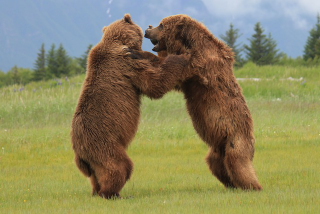 Illustration for article titled Please Enjoy This Gallery Of Amazing Bear Photos